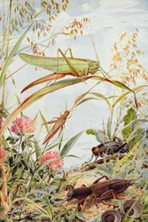 Muzikale insecten, illustratie uit 