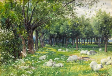 Schapen in een boomgaard in de lente