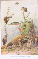 Stekelbaarsjes en waterslakken, illustratie uit 