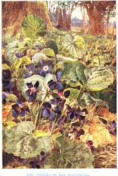 Viooltjes in het beukenbos, illustratie uit 
