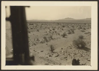 [Amargosa Woestijnplanten].