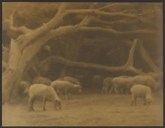 Een oeroud bos
