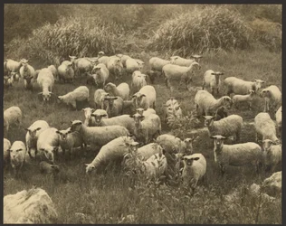 Nieuwsgierigheid