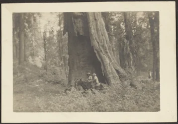 [Figuren te paard in holte van enorme boom].