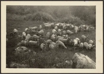 [Kudde schapen]