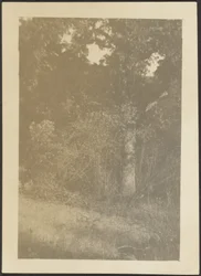 [Landschap]