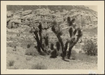 [Landschap met Joshua bomen].