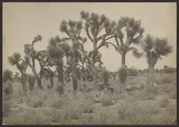 [Landschap met Joshua bomen].