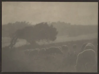 [Landschap met schapen]