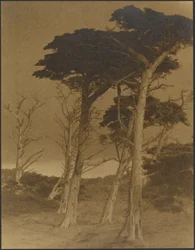[Landschap met bomen]