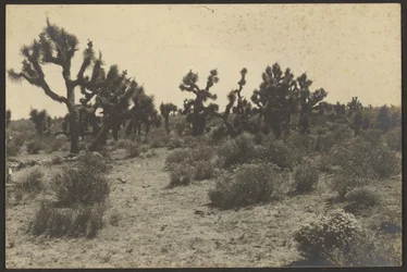 Mojave-woestijn