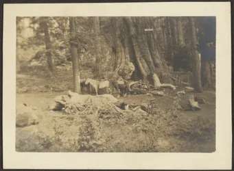[Pack Horses in Forest Clearing].