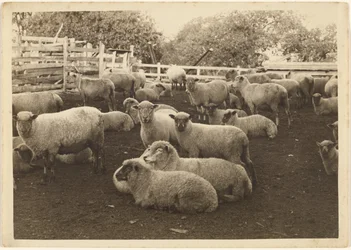 [Sheep in Pen]