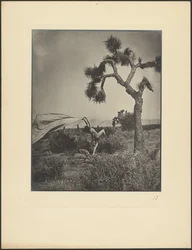 De woestijnwind