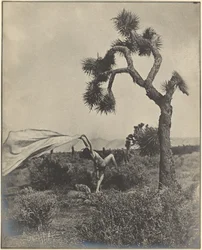 De woestijnwind