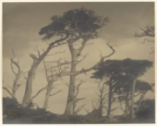 Tweelingbroers - Carmel