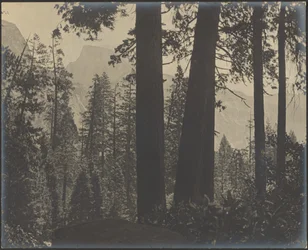 [Boslandschap]
