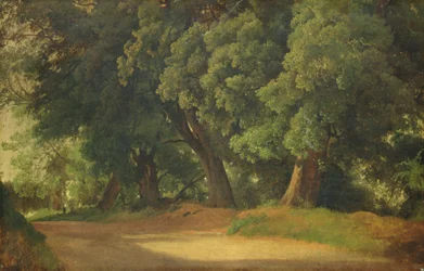 Eikenbomen in Holstein
