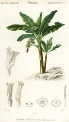 Banaan, Musa acuminata