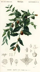 Chinese dadel of jujube, Ziziphus jujuba