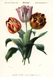 Tuintulp, Tulipa gesneriana, 1849 (gravure)