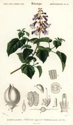 Prinsessenboom, keizerinnenboom of vingerhoedskruidboom, Paulownia tomentos, 1849 (gravure)
