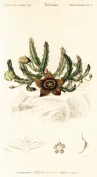 Sterbloem, Orbea variegata, 1849 (gravure)