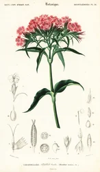 Duizendschoon, Dianthus barbatus