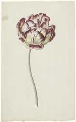 Tulp