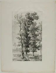 Studie van Bomen