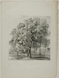 Studie van Bomen