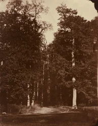 Bos bij Saint-Cloud,1859-1860 (foto)