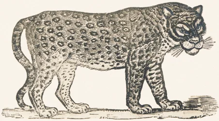 Tijger