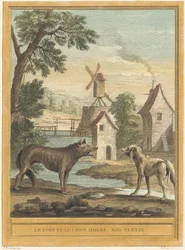 De wolf en de magere hond
