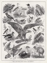 Vogels in de Natuurhistorische Collectie, South Kensington