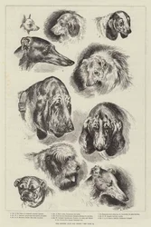 De Kennel Club hondenshow