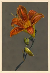 Hemorocallus (Daglelie)