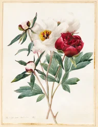 Rode en witte kruidachtige pioenen, 1829