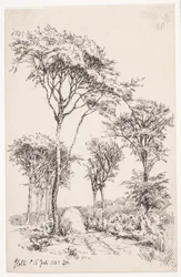 Boslandschap met Vrijstaande Bomen