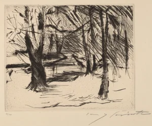 Bomen in de Zon