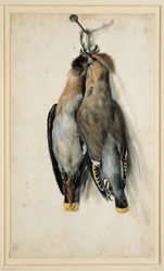 Twee dode pestvogels
