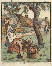 De appeloogst