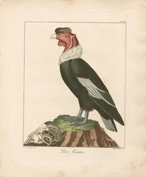 Andes-condor (handgekleurde koperplaatgravure)