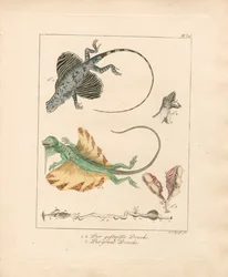 Vliegende draken en hun anatomie (handgekleurde koperplaatgravure)