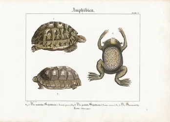 Amfibieën: Griekse schildpad, roodvoetschildpad en Surinaamse pad