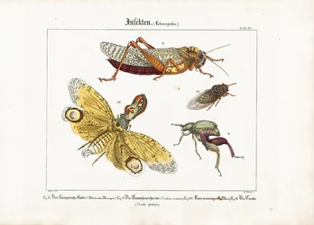 Diverse insecten op ware grootte