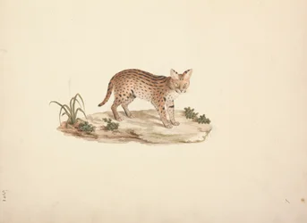 Afrikaanse wilde kat of serval