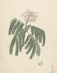 Albizia gummifera (J.F.Gmel.) C.A. Sm. (Gummy Albizia Tree): afgewerkte tekening met kleine variaties in bloeiwijze