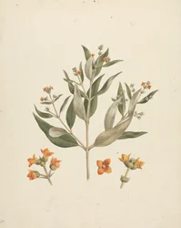 Avicennia marina (Forssk.) Vierh. (Witte Mangrove): afgewerkte tekening van bloeiende scheut met details van bloemen