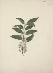 Catha edulis Forssk. (Khath): afgewerkte tekening
